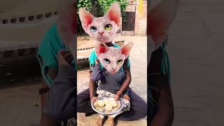 Lalla Lalla Lori Lalla kare Tamasha cute cat 😺😺 funny short viral [upl. by Ynohtnacram372]