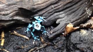 Dendrobates auratus el cope [upl. by Eigger]