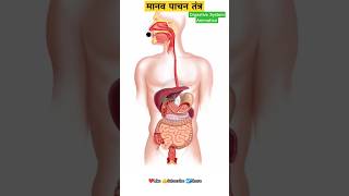 मानव पाचन तंत्र  Digestive System Animation  How Food moves through Digestive System gk science [upl. by Grete]