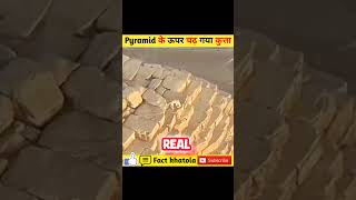 आखिर pyramid के ऊपर एक कुत्ता कैसे चढ़ गया । How did a dog climb to the top of the pyramid short [upl. by Graces]