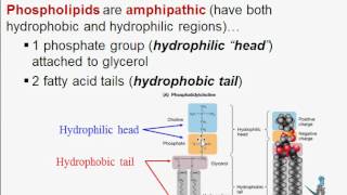 Macromolecules Part Four Lipids [upl. by Dalia]