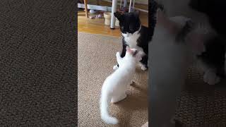 Cat vs Kitten cat cuteanimals [upl. by Tillio]