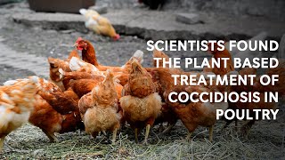 Scientists found the plant based treatment of Coccidiosis in Poultry [upl. by Lassiter]