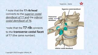 Thoracic Spine Anatomy Part 2 [upl. by Darda308]