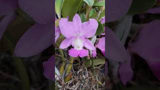 Cattleya walkeriana tipo [upl. by Eirrehs846]