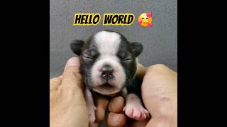 Boston Terrier The Charming Little American Gentleman [upl. by Decrem]