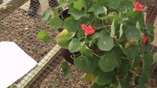 Growing Dwarf Snapdragon  Antirrhinum Plants Dwarf Snapdragon Antirrhinum majus Plant care [upl. by Marcoux]