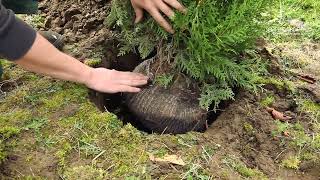 Lebensbaum Thuja  Einpflanzen im Garten [upl. by Nyrat]