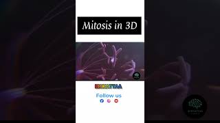 Mitosis in 3D  Cell Division  NEET  Biokattaa biology shorts neet [upl. by Seidel]