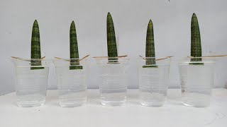 Cylindrical Snake Plant Water Propagation by Leaf Cutting [upl. by Cheria773]