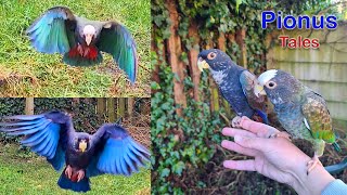 Parrots Free Flight Training in the Garden [upl. by Ettelegna]