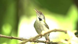 Tailor Bird or Darzi chiriya vocalizes during nesting [upl. by Domineca]