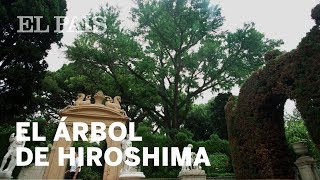 El árbol que sobrevivió a Hiroshima  Materia [upl. by Wolfgram]