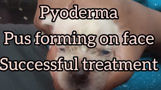 Pyoderma  pus forming on puppy face Successful treatment [upl. by Moyra]