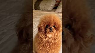 I can’t jump out of bedI’m small funnyvideos toypoodle cute [upl. by Palermo]