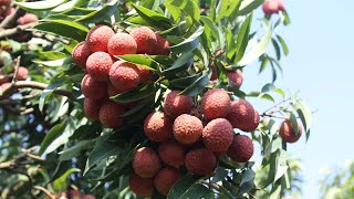 Lục Ngạn Lychee A Geographical Indication Protects a Sweet Treat [upl. by Noraf122]