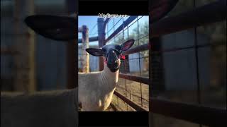 That and southdown wethers stockshowkid [upl. by Sower221]