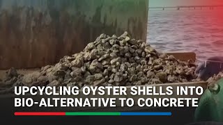 Upcycling oyster shells into bioalternative to concrete [upl. by Erik450]