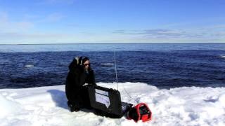 Listening to the Aquatic sounds of narwhals bowheads and seals in Arctic Canada [upl. by Cullin]