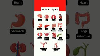 Internal organs vocablury english englishlanguage vocabluary [upl. by Atiuqram785]