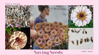 Saving Zinnia Seeds [upl. by Adaliah783]