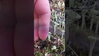 Alaska Mushrooms  Cladonia deformis W Red Fruiting Bodies [upl. by Bannon]