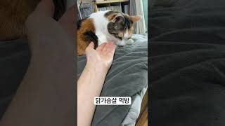 오늘도 어김없이 먹방찍는 찐주 고양이 cat 고양이일상 cute [upl. by Ellehcil]