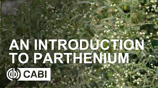 An introduction to Parthenium [upl. by Htebaras605]