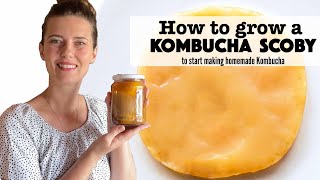 How to Grow your own Kombucha Scoby Part 1 Kombucha Series [upl. by Cioban]