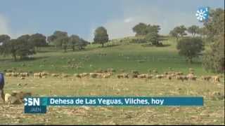 TRASHUMANCIA POR LAS DEHESAS DE VILCHES [upl. by Spielman]