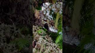 Owlet perched on tree in Lost lake whistler youtubeshorts travel shorts owlet [upl. by Lakim]