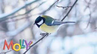 Quiet Winter  Miss Molly Sing Along Songs [upl. by Hobie]