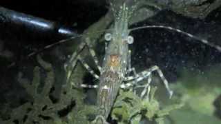 Dock Shrimp Pandalus danae [upl. by Un]