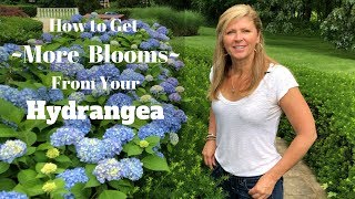 How to Get More Blooms From Your Hydrangea [upl. by Yleak]