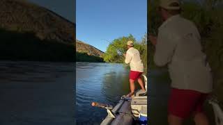 FLY FISHING UPPER LIMAY RIVER  PESCA CON MOSCA RIO LIMAY SUPERIOR  TROUT FISHING TOURS [upl. by Akenit]