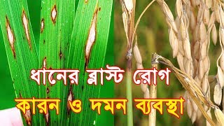 How to control Rice Blast Disease   ধানের ব্লাস্ট রোগ দমন ব্যবস্থা [upl. by Aicirtel]