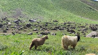 Çawe Reme  Razaq Harki 💐 Kürtçe Uzun Hava DENGBEJİ [upl. by Aral236]