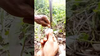 new grafting process grafting shorts viral viralvideo shortsfeed [upl. by Whallon]