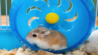 Hamster Haven Mastering Your Pets Care 2024 0 [upl. by Persis]