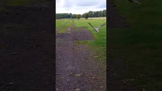 GYRSAKER FALCON TAKEOFF [upl. by Oirelav340]