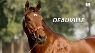 DEAUVILLE  New Stallion at Usha Stud Farm [upl. by Langdon]