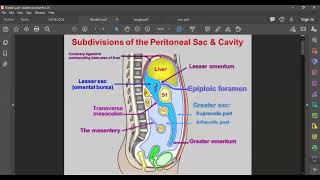 L4 ANATOMY Epiploic Foramen [upl. by Leno]