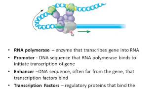 Eukaryotic Gene Regulation [upl. by Chiarra]