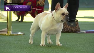 French Bulldogs  Breed Judging 2023 [upl. by Gnilhsa]