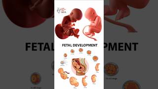 Pregnancy  Early Development  animation 3d short  learn Biology with Aliya [upl. by Inaffets]