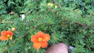 Potentilla Hopleys Orange [upl. by Marrissa736]