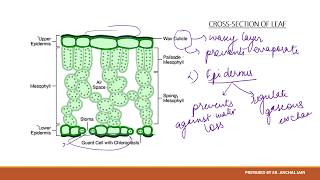 LIFE PROCESSESPART2 CROSSSECTION OF LEAF  FUNCTION OF GUARD CELLS [upl. by Ias895]