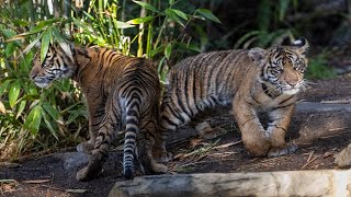 Live Tiger Cam  San Diego Zoo Safari Park [upl. by Conant]