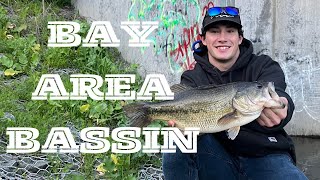 Bay Area Bass Fishing  3LB FISH EVERY TRIP [upl. by Huan]