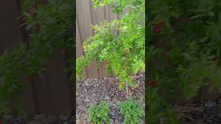 Rescuing Your Pomegranate Tree The Ultimate Pruning Hack for Overloaded Branches [upl. by Redwine]